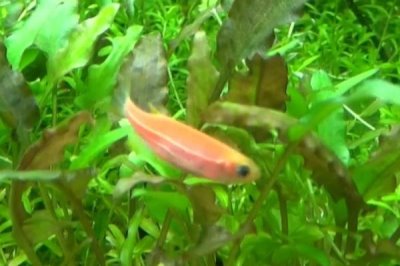 紅斑馬娃娃魚好不好養(yǎng)，飼養(yǎng)難度大不適合新手