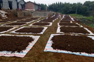 蚯蚓的銷路有哪些，可作為飼料、制藥原料等