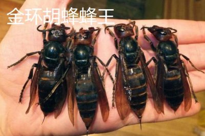 金環(huán)胡蜂蜂王和工蜂的區(qū)別，體型和毒針長短均不同