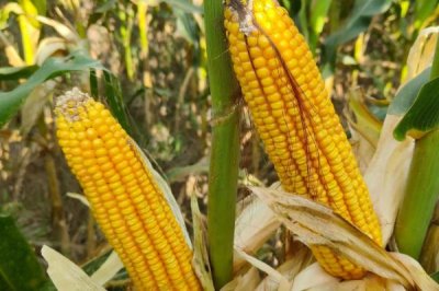 航研58玉米種子特征特性，4月下旬至5月上旬播種