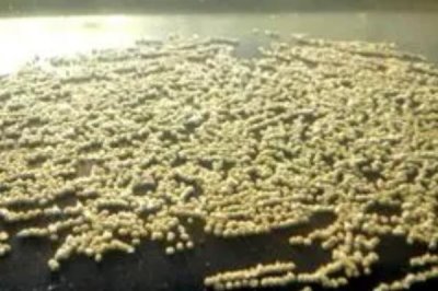 金魚魚卵是啥樣的，剛出生的時候是淡黃色半透明狀的