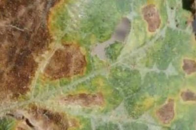 南瓜細菌性角斑病農藥防治技術指導，播種前需用福爾馬林浸種