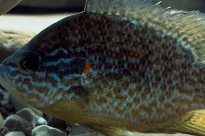 太陽(yáng)魚(yú)的價(jià)格，一斤需要12-16元左右