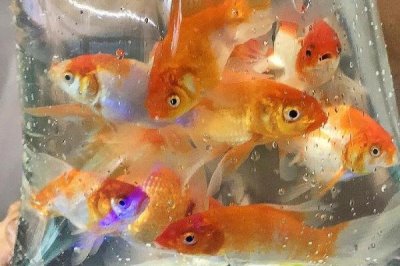 買金魚去哪里買，選擇正規(guī)的市場(chǎng)購(gòu)買較好