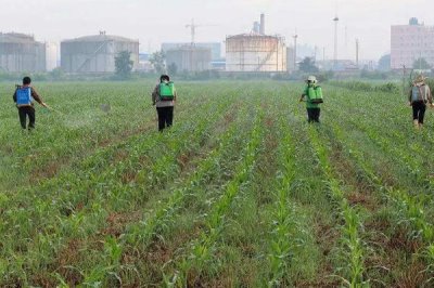 玉米高產種植技術，首先要選擇優(yōu)良品種