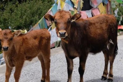 家畜飼養(yǎng)的情況，大多數(shù)企業(yè)都處于傳統(tǒng)粗放型的發(fā)展?fàn)顟B(tài)