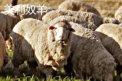 哪些羊適合在南方地區(qū)養(yǎng)，黑山羊、南江黃羊、黃淮山羊等品種均可養(yǎng)殖