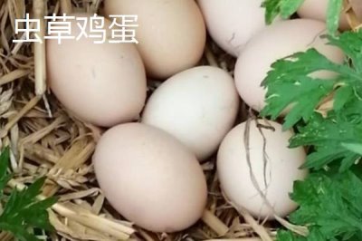 什么叫蟲(chóng)草雞蛋，就是指土雞蛋