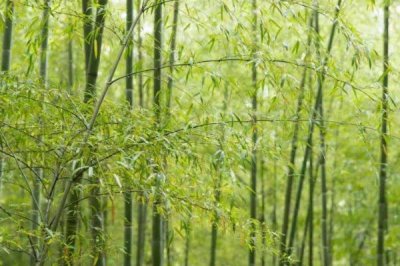 外直中通襟懷若谷是哪種植物，形容的是竹子