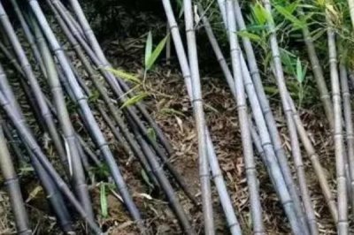 外直中通襟懷若谷是哪種植物，形容的是竹子