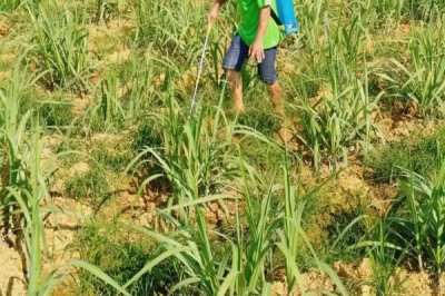 對(duì)甘蔗使用除草劑的誤區(qū)，不能盲目用藥、大風(fēng)大雨天氣不能用藥