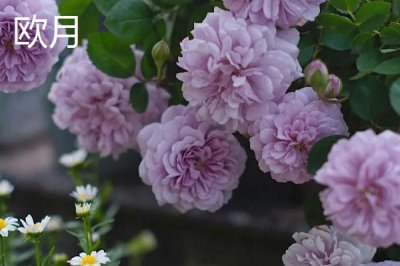 大花月季樹的批發(fā)價格，地區(qū)、時間和季節(jié)都會影響價格