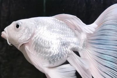 蝴蝶鯉混養(yǎng)最佳搭配，可與錦鯉、龍魚或龍虎魟混養(yǎng)