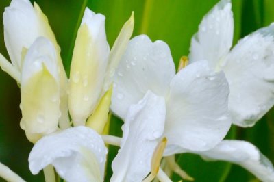 姜花的寓意，寓意把記憶留在夏天、純真質(zhì)樸等