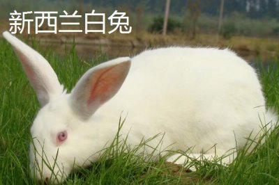 兔子的養(yǎng)殖品種，常見的有新西蘭白兔、比利時兔等