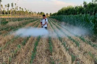 魚蛋白肥料的使用方法，可葉面噴施也可沖施等