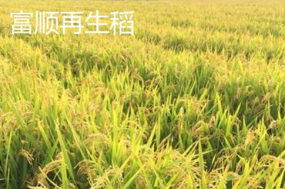 四川省自貢市的特產(chǎn)，榮縣油茶榮獲國(guó)家地理標(biāo)志證明商標(biāo)
