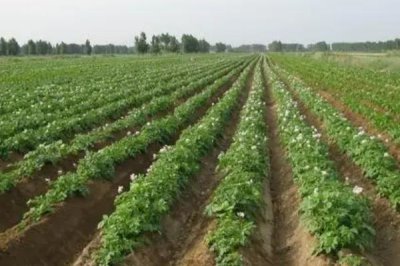 馬鈴薯的生長條件，選擇微酸性砂壤土種植為佳