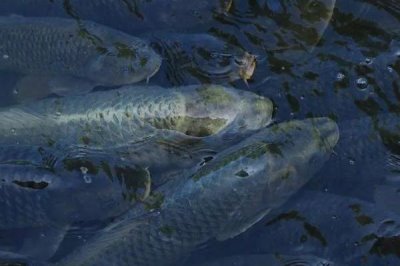 預(yù)防鯽魚(yú)出血病的方法,需定期清淤曬塘、富含蛋白的飼料要減少使用