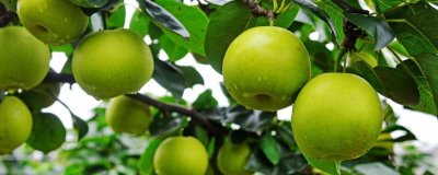 蘋果梨的產(chǎn)地，多分布于東北、華北和西北