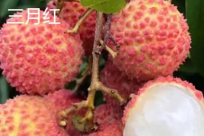 靈山荔枝品種，三月紅的成熟時(shí)間最早