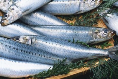 沙丁魚是不是深海魚，屬于深海魚且主要以浮游生物為食