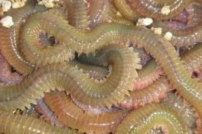 人工養(yǎng)殖的鱸魚怎么釣，可采用傳統(tǒng)釣法或路亞釣法