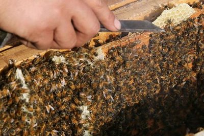 養(yǎng)殖蜜蜂的好處，具有投資小、效益高、管理簡單等優(yōu)點(diǎn)