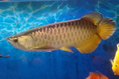 龍魚為什么會掉眼，主要原因是光線過強、下沉飼料過多