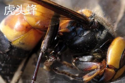 養(yǎng)什么蜂具有良好的效益，虎頭蜂、意蜂等品種均是適宜選擇