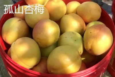 遼寧省丹東市的特色水果，夏家村草莓達(dá)到無(wú)公害綠色食品標(biāo)準(zhǔn)