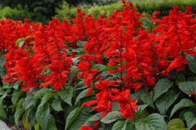 紅紅的花有什么寓意，花語是我愛你