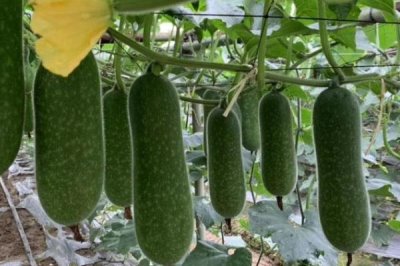 節(jié)瓜種植多久可收獲，根據種植時間決定