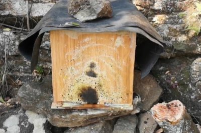 南方如何誘蜂及注意事項，利用蜂蠟可吸引偵查蜂