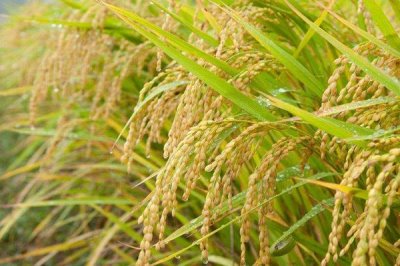 泰兩優(yōu)香占水稻種子介紹，秧田播種量每畝10-15公斤