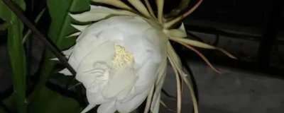 曇花什么時候開花，在每年的6-8月份開花