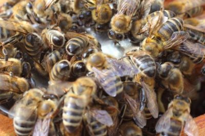 介王不圍王籠了可以放王嗎，介王時(shí)圍王是工蜂排斥新蜂王的表現(xiàn)