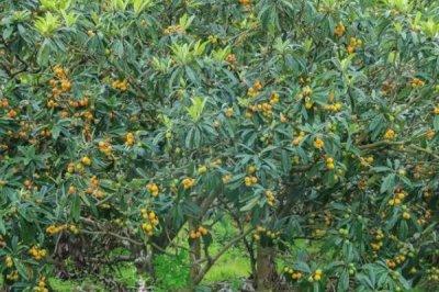 枇杷的管理方法，現(xiàn)核時要追施壯果肥