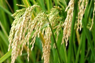 廣優(yōu)151水稻種簡介，秧田播種量每畝13千克