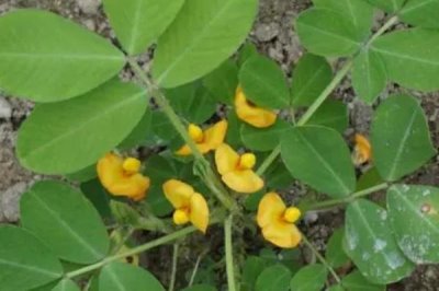 花生迎針培土技巧，一定要掌握適期