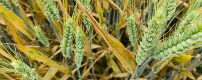小麥發(fā)黃干尖的原因，缺水、施肥燒葉都會導(dǎo)致