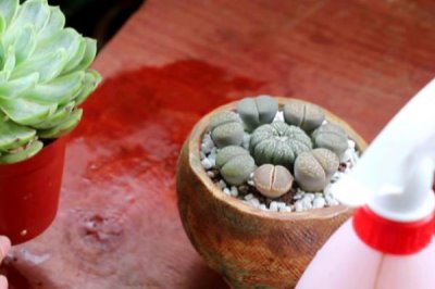 使用多菌靈要注意什么，蔬菜收獲前5天需停用