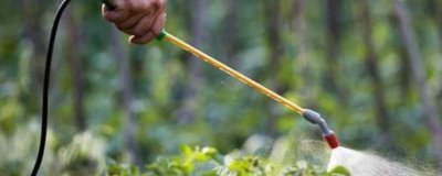 毒死蜱有什么作用，可防治多種咀嚼式與刺吸式口器害蟲
