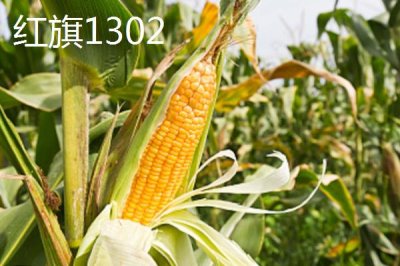 適合江蘇種植的玉米品種，常見(jiàn)的有這4種