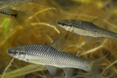 子線0.1號(hào)和0.2號(hào)有什么區(qū)別，0.2號(hào)子線的線徑和拉力值更大