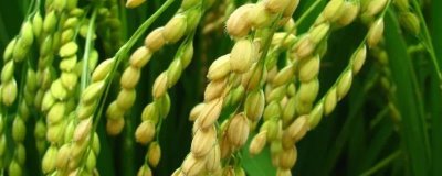 金穗源9號水稻種子特征特性，普通粳稻品種