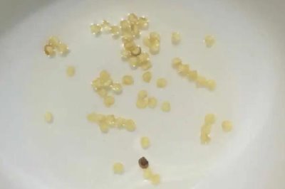 辣椒種子浸泡方法，可用20-30℃的清水浸泡8-12小時