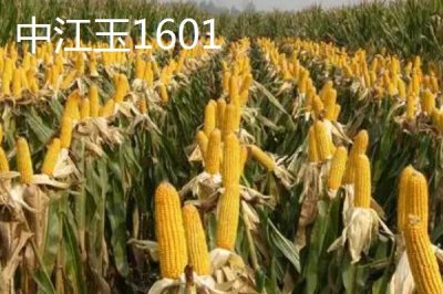 適合江蘇種植的玉米品種，常見(jiàn)的有這4種