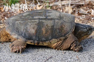 鱷龜是不是鱷魚和烏龜雜交產(chǎn)生的，其實(shí)只是外觀近似鱷魚