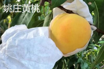 浙江省嘉善縣的特產(chǎn)，包括嘉善老酒、姚莊黃桃、六塔鱉等種類(lèi)